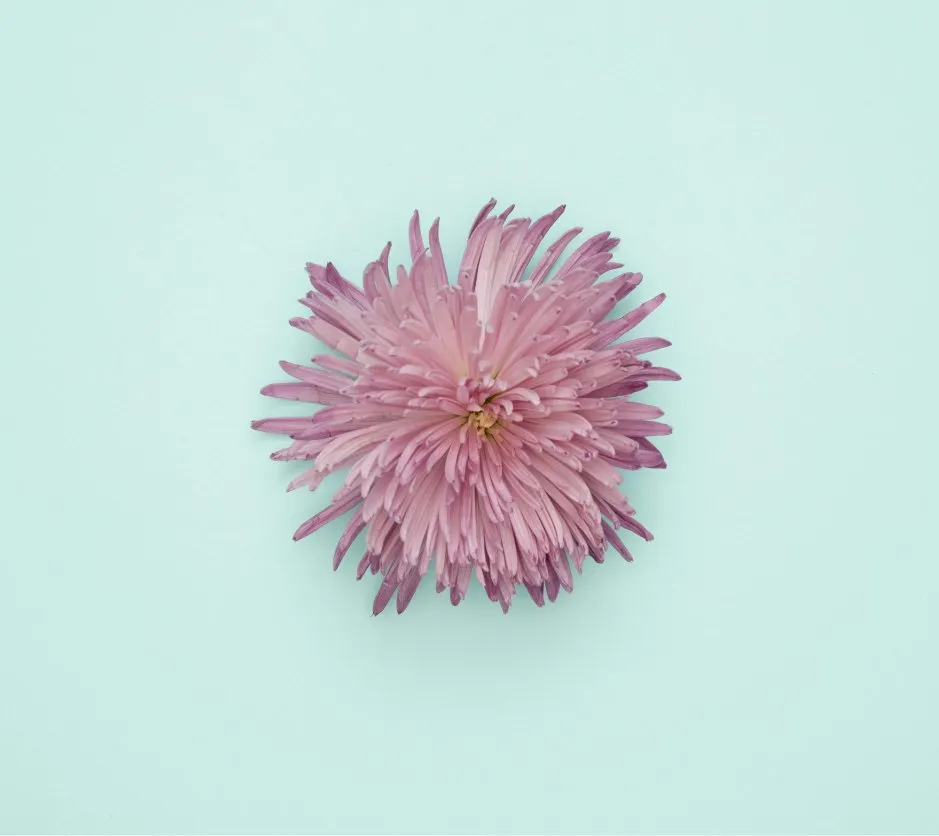 Fleur rose sur fond menthe