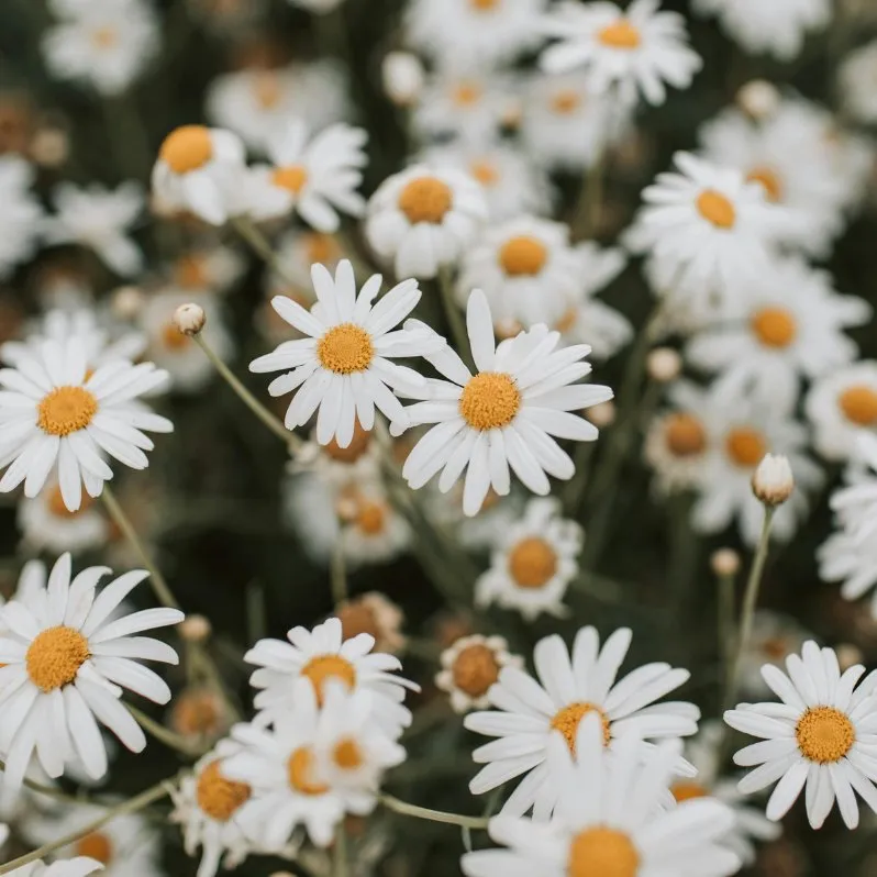 Champ de marguerites